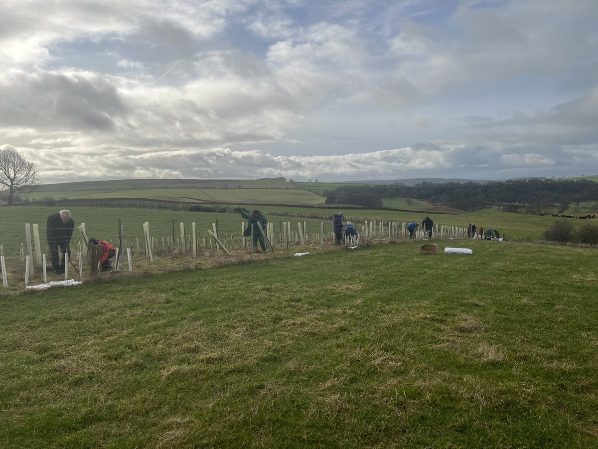 Tree planting day with #fellfootforward today. 14 highly motivated volunteers got 210m of new hedgerow in the ground powered on high hall pulled pork for lunch.