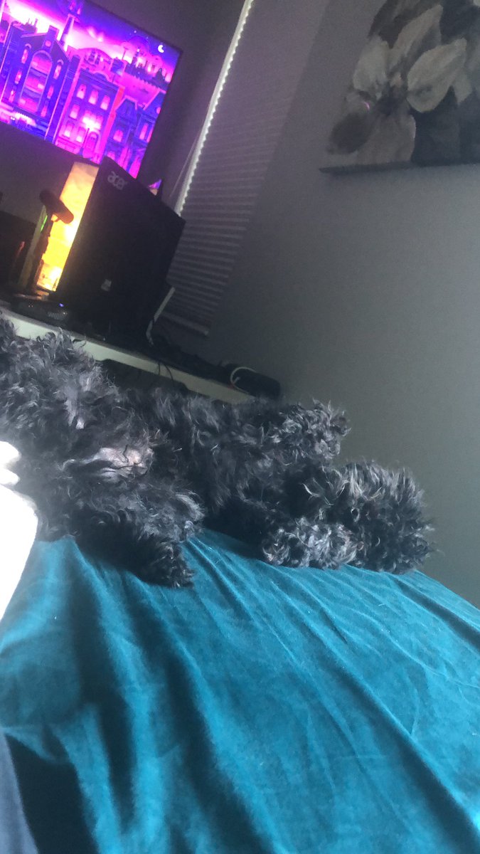 KaptainCW's tweet photo. @SweeetTails I think my dog brokey… https://t.co/NY6xJI3hi0
