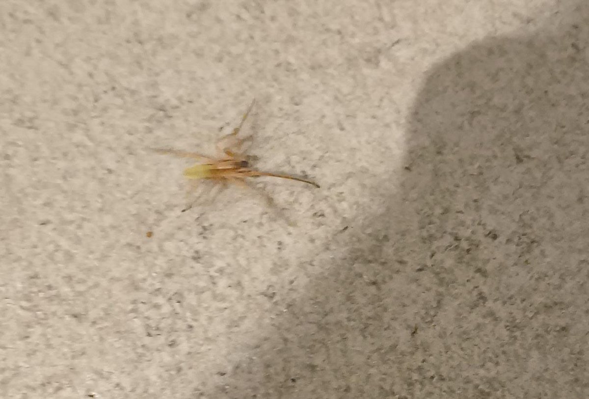 KroDiazV's tweet photo. @Arachno_Cosas buen día , encontrada en casa en Coyoacán , cerca de los Viveros . Nos podría ayudar a ver si es de importancia médica ? https://t.co/ucvL2emEWY