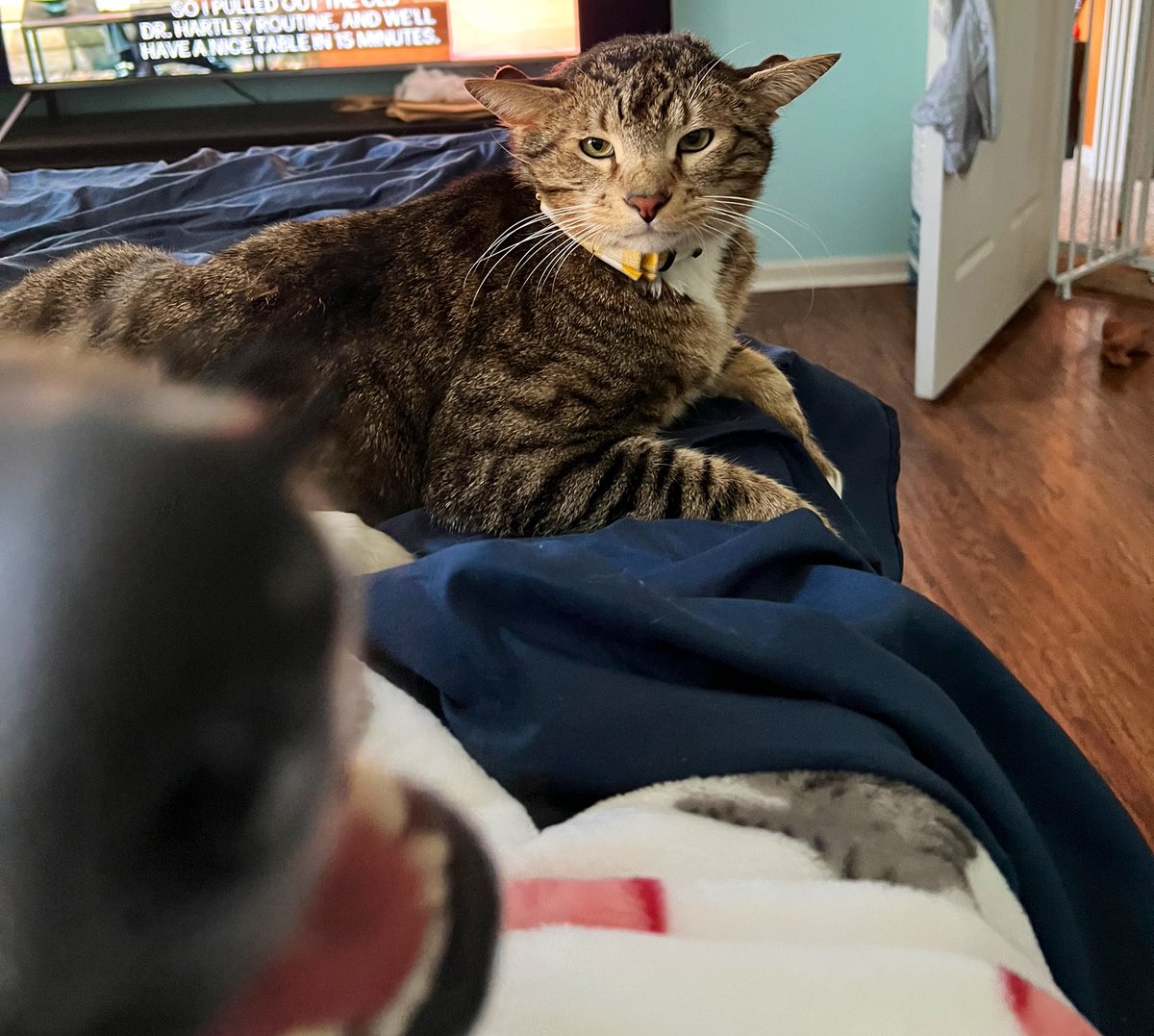 Hangry at mom on Caturday morning.  #Caturday #hangry #CatsofTwittter