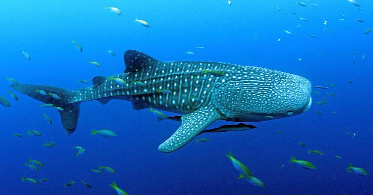 WorldClimateCN's tweet photo. Raja Ampat launches Indonesia’s first shark sanctuary 

https://t.co/4mvgCLuyfm

#news #shark #sanctuary #Indonesia #climateaction #ecology #wildlife #RajaAmpat #nature #marinelife #climate https://t.co/wZLnbjQPT6