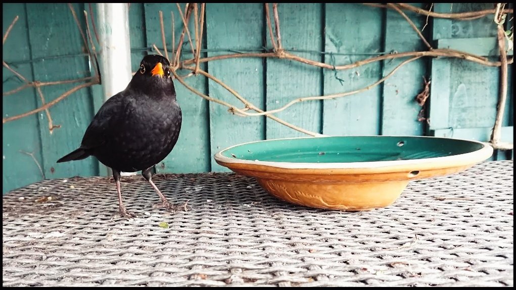 My friend the Blackbird
