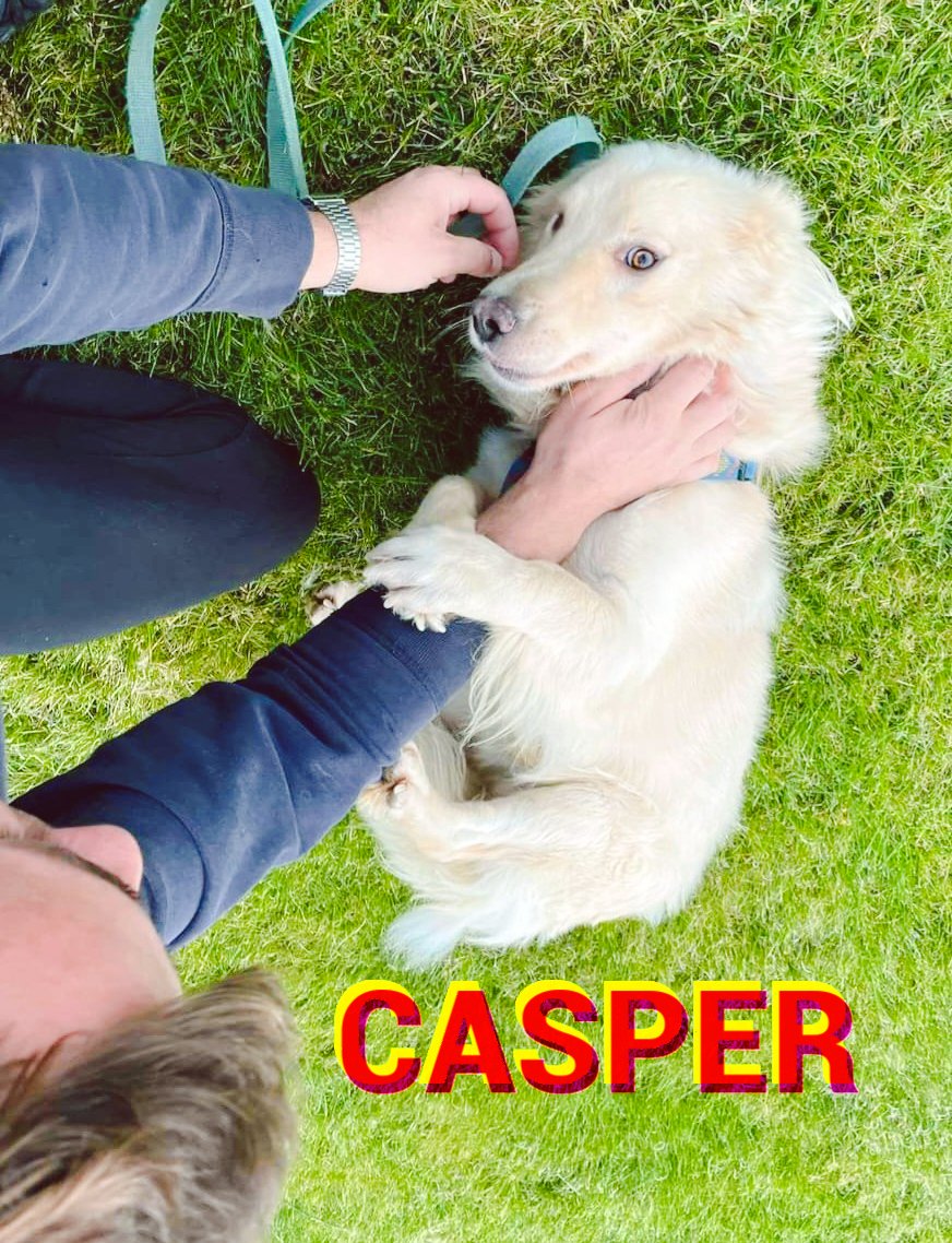 SaveAKSDog's tweet photo. For #Caturday , let's hear it for the #RescueDogs , who patiently await their forever #home ๐ถ๐๐๐ฆฎ๐โ๐ฆบ
We love #cats too, by the way! ๐ฑ
Pls retweet for our #Dogs
We would appreciate it so much ๐๐
And we miss MySpace too!
#Pluto #Casper #Frank #Raldo #saveakillshelterdog https://t.co/71uu4q9pZd