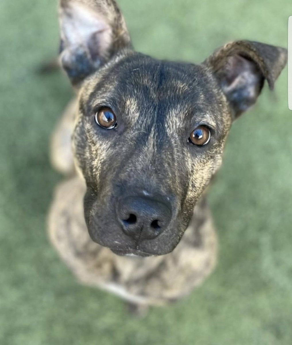 reddogsusie's tweet photo. #TN #MEMPHIS
🆘FINAL PLEA🆘Pizza Pete 1yo with a Fractured Pelvis. As sweet as pie &amp; must exit 2/20 to avoid EUTH 2/21 Pls:
🔹Adopt🔹Rescue🔹Foster
🔹Pledge #MASA20734 HELP🙏🏻 https://t.co/i9bEEkMQUS