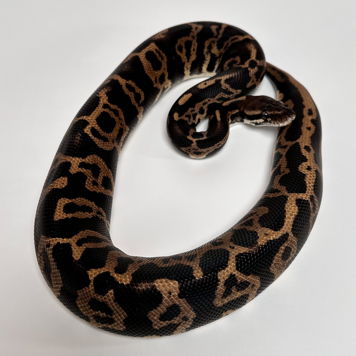 lilballs0905's tweet photo. 黒雷

#ボールパイソン
#ballpython
#keepball https://t.co/K0AX7SLtjV