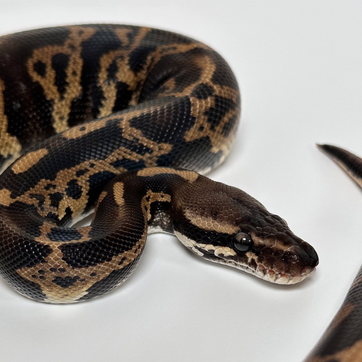 lilballs0905's tweet photo. 黒雷

#ボールパイソン
#ballpython
#keepball https://t.co/K0AX7SLtjV