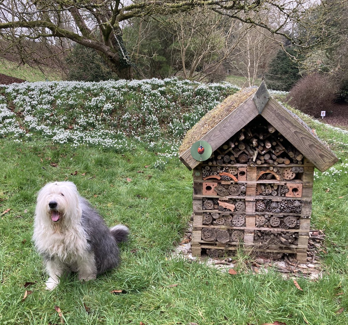 I found a cute, fancy dog hut today. Human says it’s a #BugHotel. I would live there in an instant but I’m too big! 🛖🪲🪳🪰🧱🕷️🐞🪵