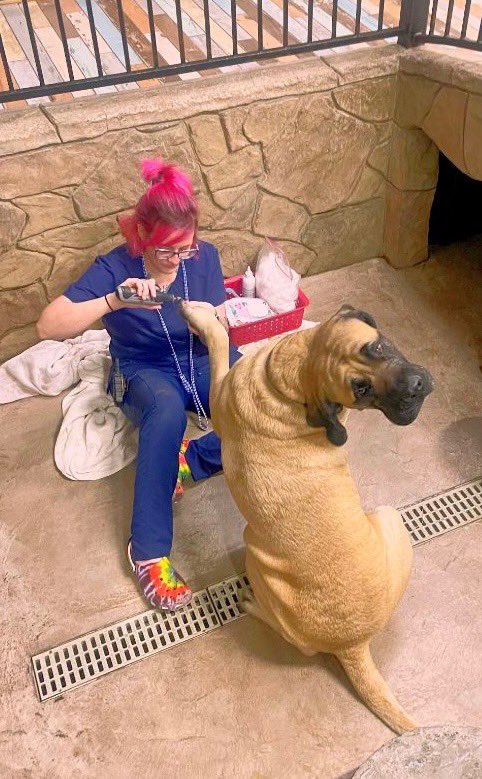 ChrisHolmesQ's tweet photo. Samson is asking why her hair is pink. 🤣 #dogsoftwitter https://t.co/Jd6qK5PFpd