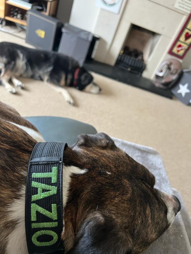 dublingrowndog's tweet image. Guys!!!! Mam washed me up after my roll in the mud (thanks mam!) and I’m cute again. Check me out. And my brover #tazio stole her lap. #nishi got the floor. @pghgirli #justrustythings