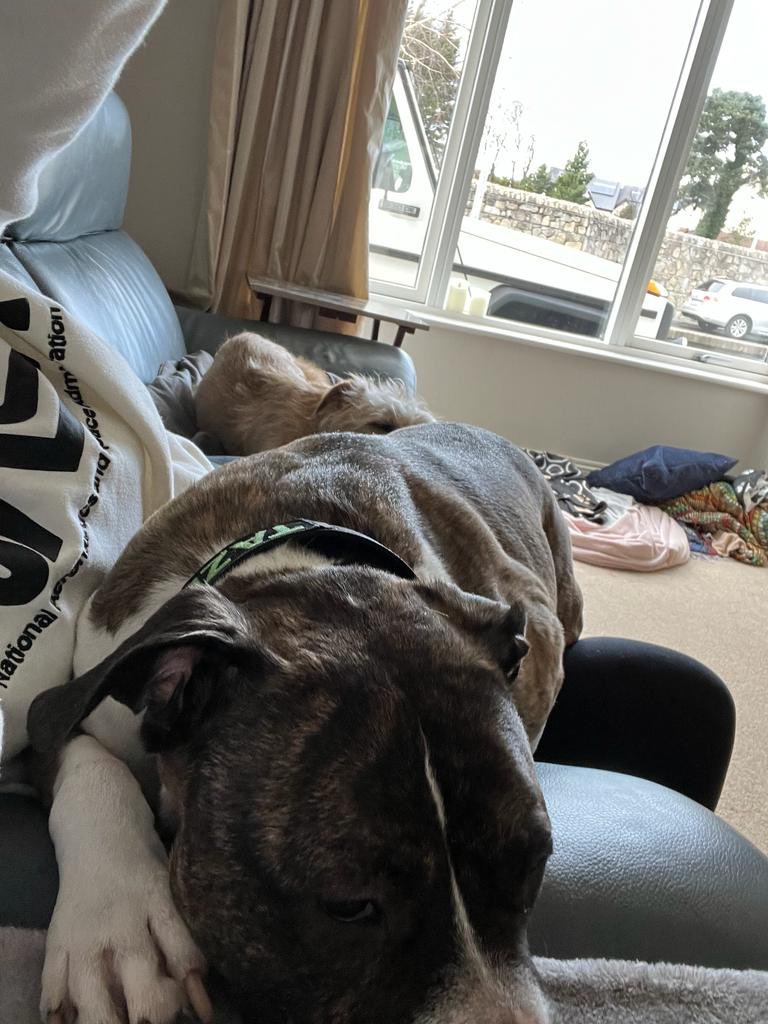 dublingrowndog's tweet image. Guys!!!! Mam washed me up after my roll in the mud (thanks mam!) and I’m cute again. Check me out. And my brover #tazio stole her lap. #nishi got the floor. @pghgirli #justrustythings