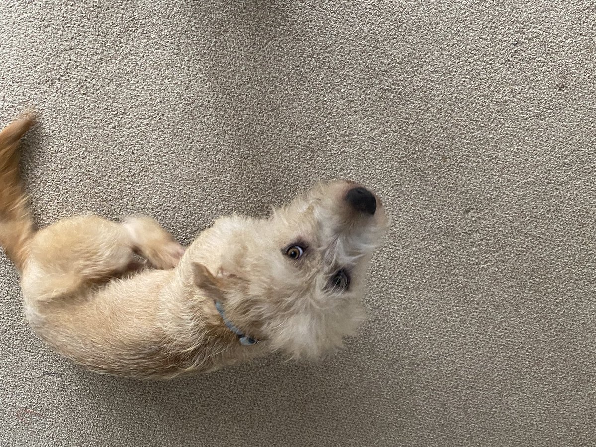dublingrowndog's tweet image. Guys!!!! Mam washed me up after my roll in the mud (thanks mam!) and I’m cute again. Check me out. And my brover #tazio stole her lap. #nishi got the floor. @pghgirli #justrustythings