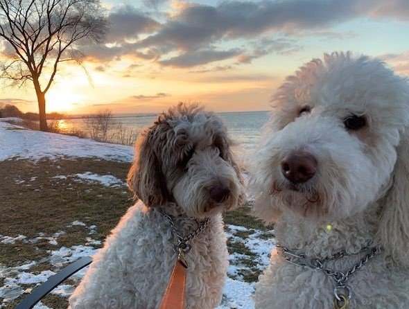 Nessa + Macie Doodle 🇨🇦 tweet media