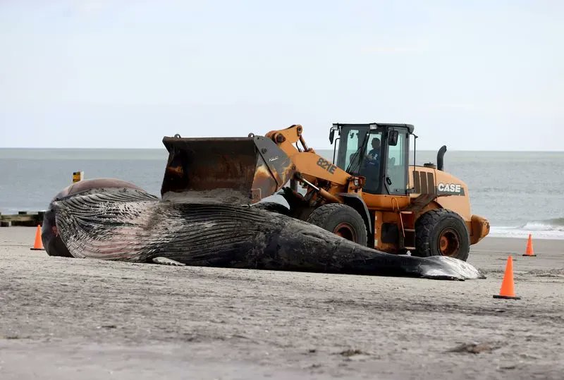 saveLBIorg's tweet photo. Increasing #whaledeaths off our coast should be addressed by #environmentalorganizations w/ missions 2protect our environment-but many remain silent.  @SaveNARW  #conflictsofinterest report lists those organizations that took donations from #offshorewind.  https://t.co/yYgZHs03bM https://t.co/Wlph2lSj10