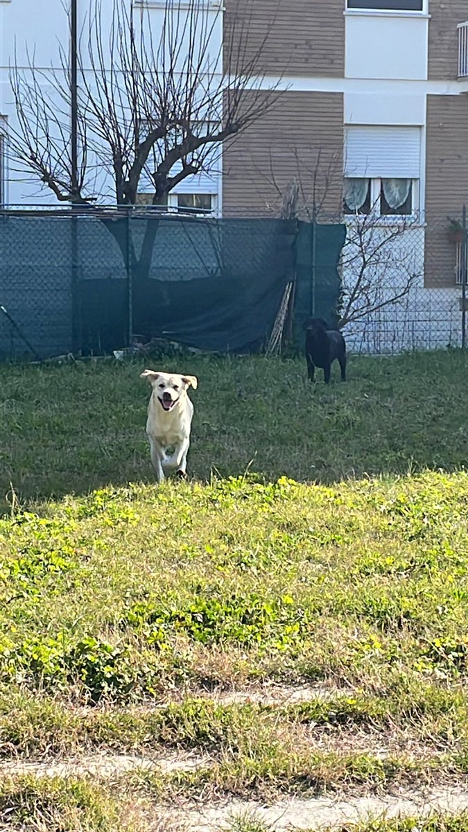 MaTmamba's tweet photo. @Csilla_cro @cryptocom @kris @defi_wallet Live π€£#CROFam #cropet #cro #family #dog #labrador https://t.co/45sLntnYsH