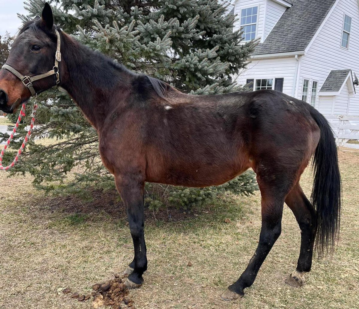 JUSTNICENSTUNNING
5BP21 
20 Starts / 4 Wins / $18,131 Earnings 

Middletown, VA
Status at at 2/18: WITH DEALER