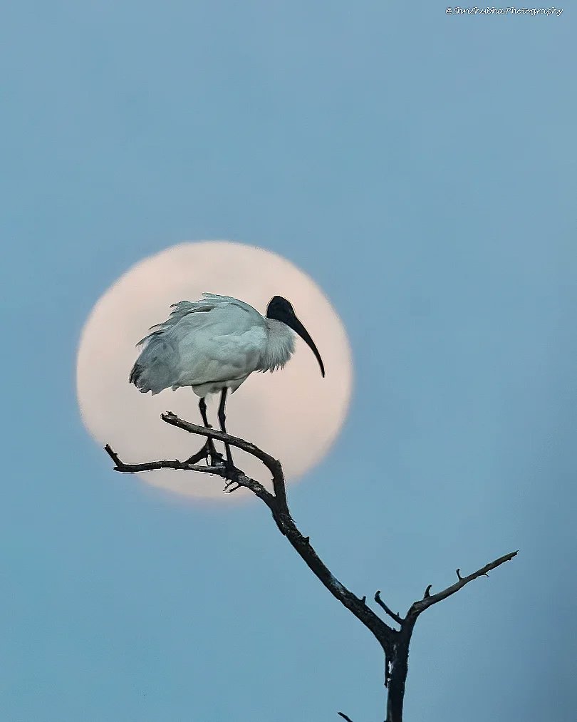 sachin181273's tweet photo. #NoPhotoshop 
#DreamFrame
Was lucky to get a Black Headed Ibis silhouetted against a rising full Moon on 05 Feb 23 at Keoladeo Bird Sanctuary, Rajasthan 
#birdphotography 
@incredibleindia https://t.co/3cFMajD1H4