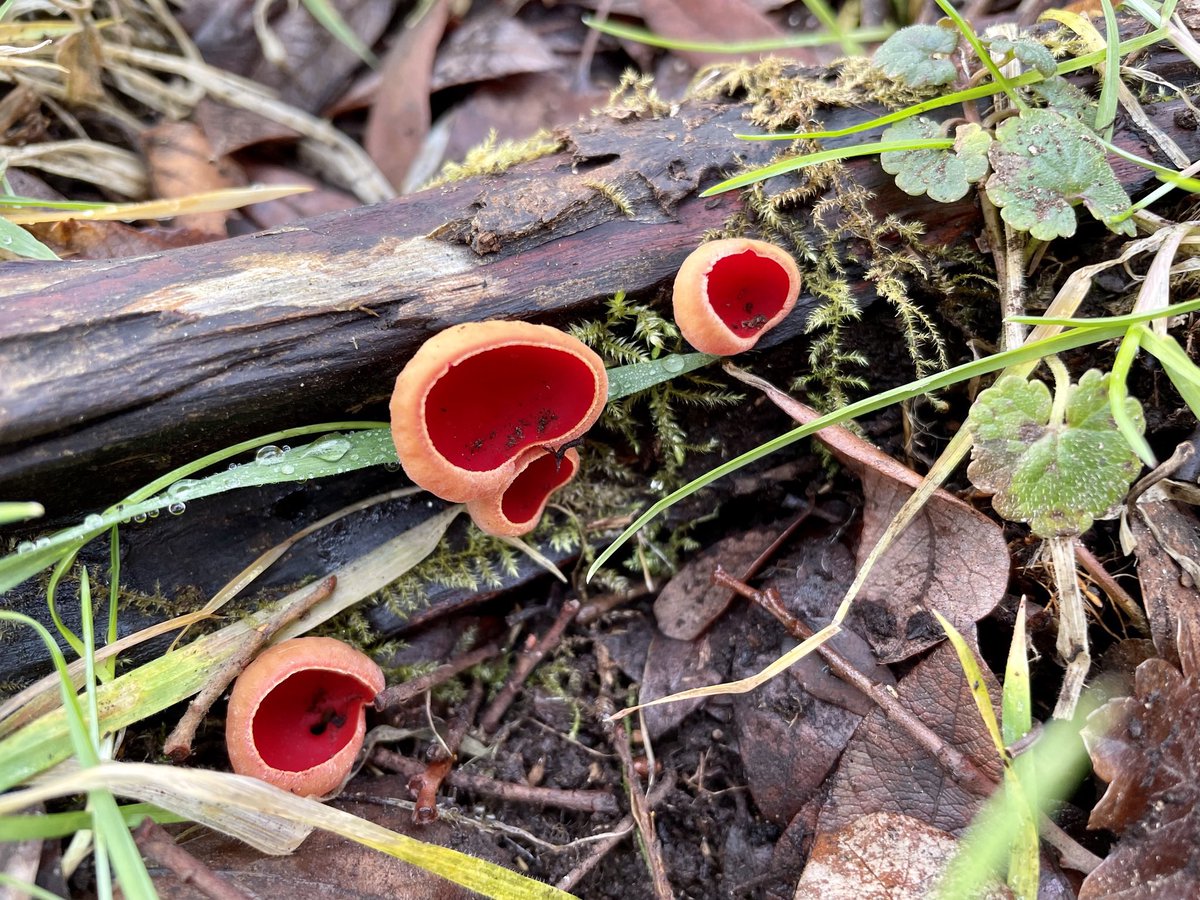 Hurray! We found two harvest mouse nests on a Mammal Society Harvest Mouse Survey in Hampshire. And some otter 🦦 footprints, tawny owl 🦉 pellets and elf cup fungus!