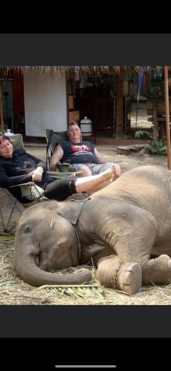 Lucycrew7's tweet image. Please tourist if you go to #Thailand don’t spend your money #Elephantstay this is very #Cruel place #NeverRideElephant #BreakTheChain #StopCruelty #StopSlavery #NoMoneyNoCruelty @nessallan @VoicelessRights @ElephantsRule @nature_pepe @Suparnastar Respect 🐘 don’t ride or bath 🐘