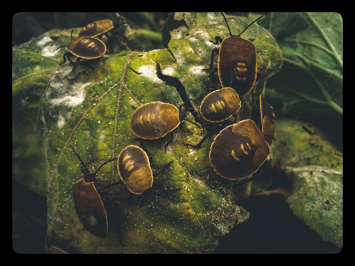 RootsMagAfrica's tweet photo. #Phonephotography 🇲🇼
Photos captured by @RayMillzAfrican using Tecno Pop4
#RootsMagazine265 #Generation265 #Phonephotography #Wildlife #Raymillz #Nature #Malawi #mentalhealthawareness https://t.co/DSJOAxctP1