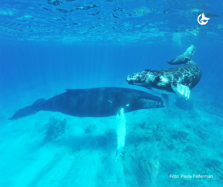 #DíadelasBallenas  Son seres fascinantes y especiales que logran una atracción única sobre el espíritu humano, algo que ningún otro  grupo animal ha llegado lograr con tal magnitud. Proteger a las #ballenas de las amenazas que enfrentan es una cuestión de amor y de respeto.