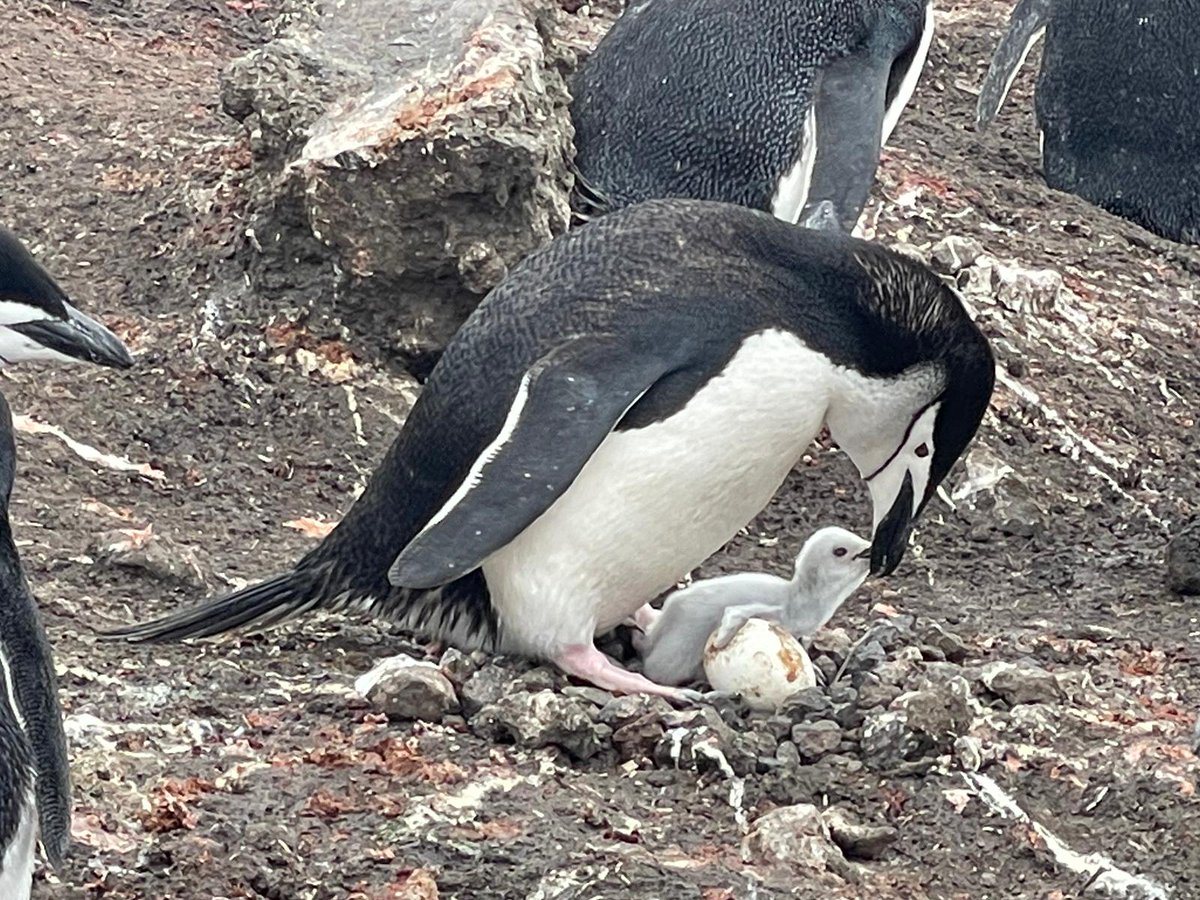 Antartica_ET's tweet photo. ⚠️ continuará la campaña gratuita de apadrinamiento de pingüinos del .@EjercitoTierra hasta el 1️⃣5️⃣marzo2️⃣3️⃣

👉🏻  https://t.co/IWtyvOFO0i

Los 🐧 van creciendo y con vuestra ayuda y compromiso de cuidar el medioambiente, el año que viene podrán regresar a #IslaDecepcion https://t.co/TgNXzDseUd