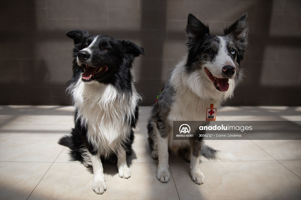 Daniel Cárdenas (@danielcardenas2) on Twitter photo Members of the Mexican Red Cross search and rescue team and rescue dogs: Rex, Balam, July, Orly.
<a href="/anadoluimages/">Anadolu Images</a>
#Balam
#orly
#CruzRojaMexicana
#Turquia Members of the Mexican Red Cross search and rescue team and rescue dogs: Rex, Balam, July, Orly.
<a href="/anadoluimages/">Anadolu Images</a>
#Balam
#orly
#CruzRojaMexicana
#Turquia