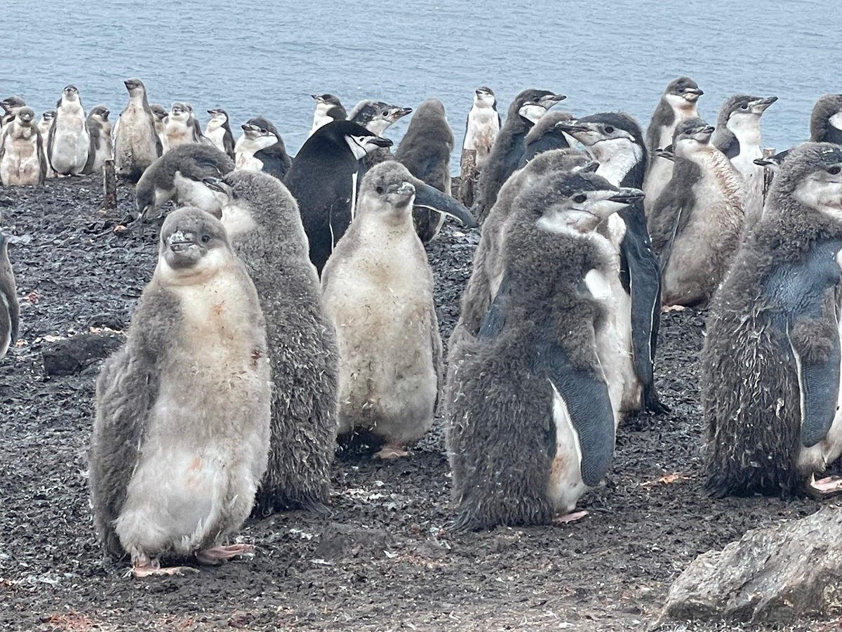Antartica_ET's tweet photo. ⚠️ continuará la campaña gratuita de apadrinamiento de pingüinos del .@EjercitoTierra hasta el 1️⃣5️⃣marzo2️⃣3️⃣

👉🏻  https://t.co/IWtyvOFO0i

Los 🐧 van creciendo y con vuestra ayuda y compromiso de cuidar el medioambiente, el año que viene podrán regresar a #IslaDecepcion https://t.co/TgNXzDseUd