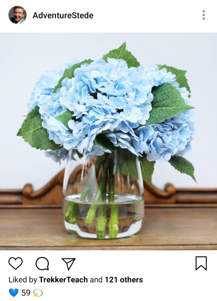 Stede's IG. Photo of hydrangeas in a vase. Caption reads 💙59💫