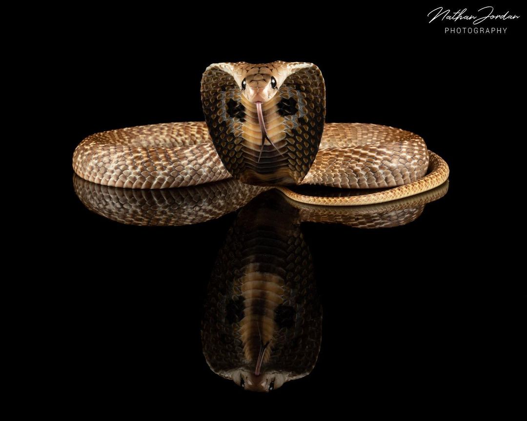 "Aja, Naja!"
.
O nome #Cobra-capelo é uma referência a essa expansão da primeira porção do corpo que faz com que essas serpentes pareçam mais ameaçadoras.
.
<a href="/OPalindromista/">O Palindromista</a>
🐍 <Naja naja>
📷Nathan Jordan (ig: nathanjordan_photography)