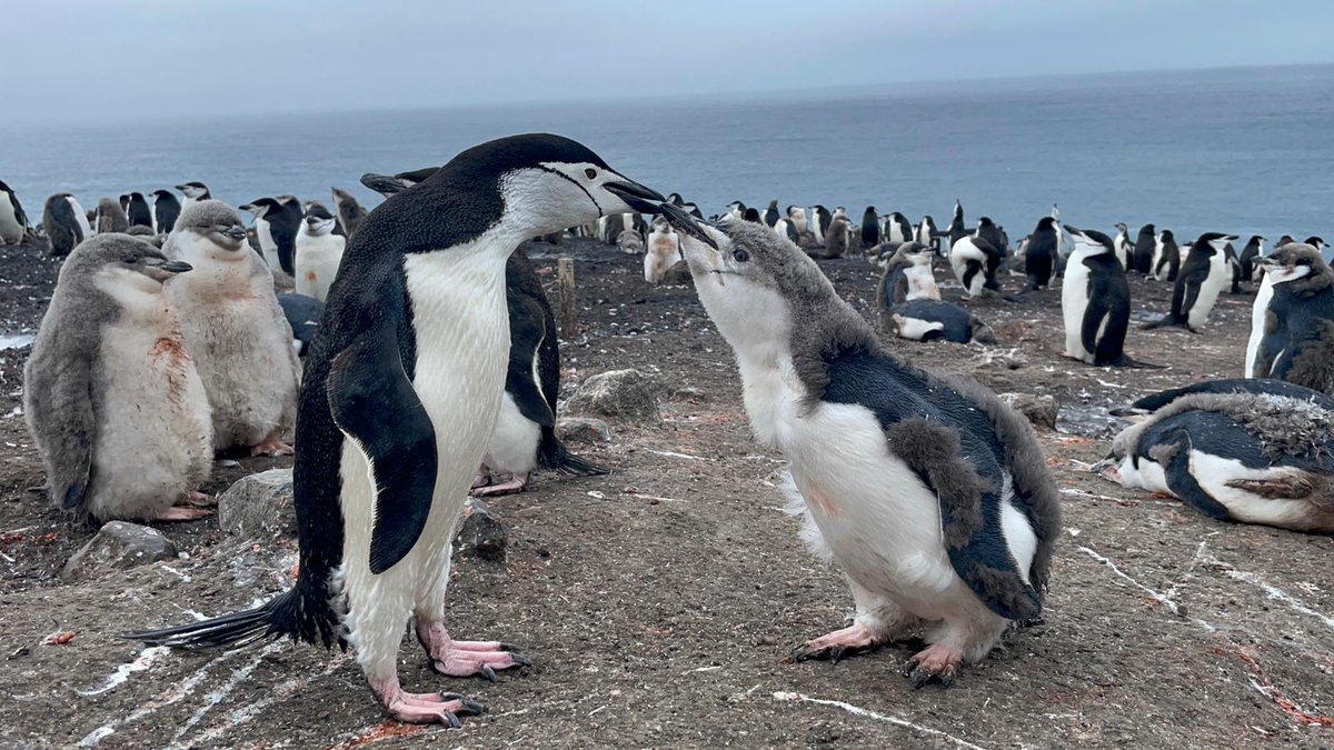 Antartica_ET's tweet photo. ⚠️ continuará la campaña gratuita de apadrinamiento de pingüinos del .@EjercitoTierra hasta el 1️⃣5️⃣marzo2️⃣3️⃣

👉🏻  https://t.co/IWtyvOFO0i

Los 🐧 van creciendo y con vuestra ayuda y compromiso de cuidar el medioambiente, el año que viene podrán regresar a #IslaDecepcion https://t.co/TgNXzDseUd