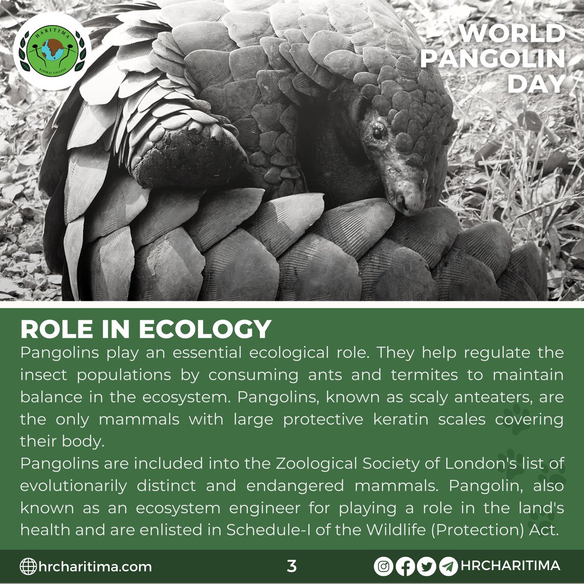 hrcharitima's tweet photo. Greetings from Haritima, The Environmental Awareness Society of Hansraj College🌱🌱
World Pangolin Day (18th February, 2023) is an opportunity for pangolin enthusiasts to join together in raising awareness about these unique mammals — and their plight.
#TogetherWeWillMakeAChange https://t.co/asgvly30TN