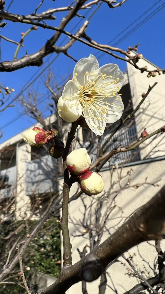 mica_fm834's tweet photo. FM世田谷にて毎週日曜朝9:00からの放送「マイカの楽しい仲間たち」明日の放送は「作ろうとしている曲特集！」ということで、実にマイカらしい選曲でお送りいたします。パーソナリティーはコマエ、メロン。このあとの生徒の作品特集と比較してみるのも面白いかもですね。
お楽しみに〜♪ https://t.co/wJo1PsrEvl