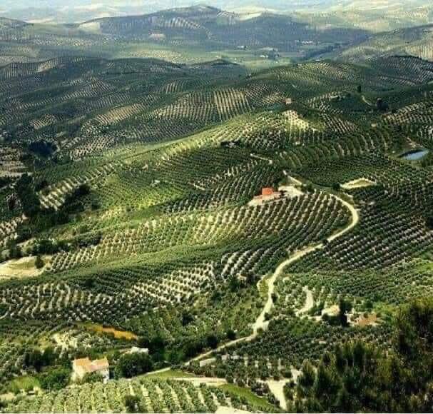 Al_Bader511's tweet photo. تحتل إسبانيا اليوم المكانة الأولى عالميا من حيث انتاج الزيتون 🌿

والفضل يعود إلى العرب المسلمين

والقصة تعود عندما فتح المسلمون الأندلس  حملوا معهم ثقافاتهم التي ترى في شجرة الزيتون شجرة بركة وخير فنقلو إلى إسبانيا أصنافا عديدة منها وطوروها في 8 قرون.
. https://t.co/09CfbHi2GU
