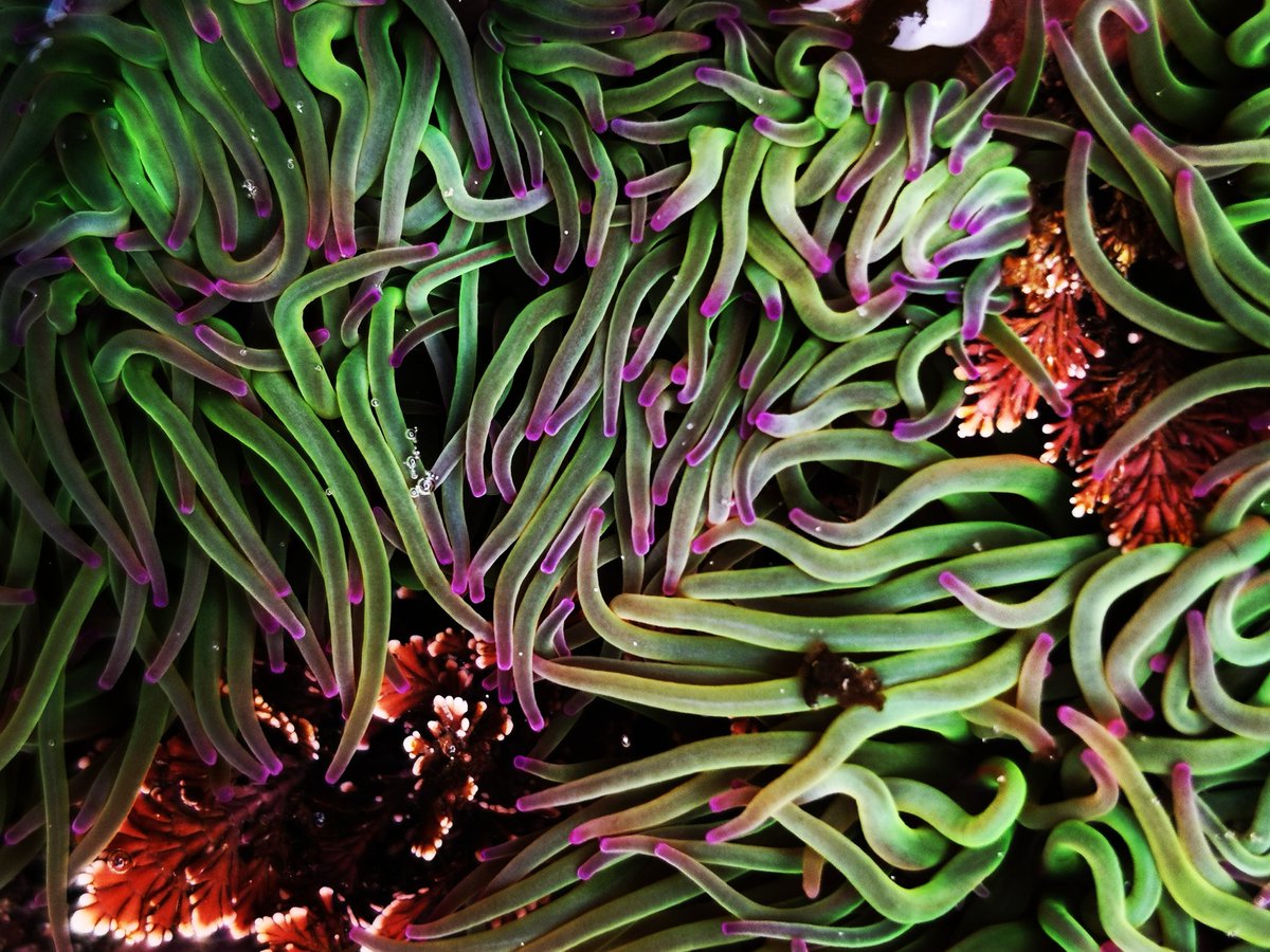 BareFoot_IOS's tweet photo. Stunning #Scilly #Snakelocks #Anemone
🐍
It may be a foggy, grey day but look at this beautifulness!
🐍
Their bright green tentacles with purple tips are home to a kind of algae which produces energy from sunlight
🐍
#IslandLife #OceanLife https://t.co/JpL6pC4Dp1