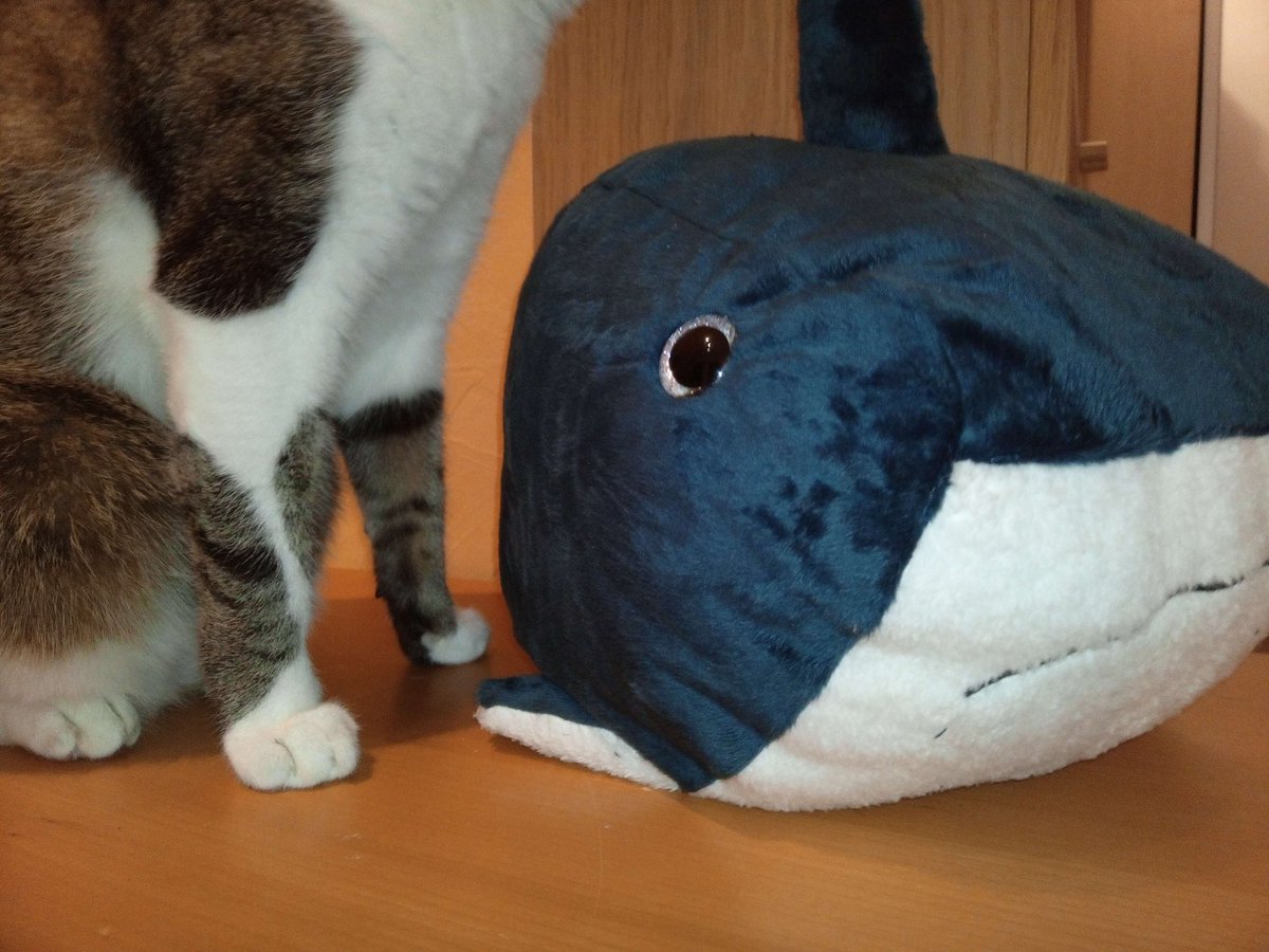 Knitting_Knight's tweet photo. We did not show off sharky yet, so here we go https://t.co/UoEQ28Kzms