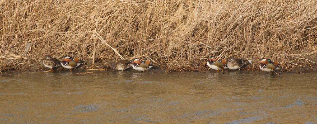 BirdingBeijing's tweet photo. Today's survey of the Wenyu River w/ Beijing Forestry University showed that at least 4 of the young Mute Swan (疣鼻天鹅 Yóu bí tiān'é) have survived the winter (only the 2nd time this species has wintered in BJ). Other highlights incl. 7 Smew, 150 Mandarin and >10 Water Pipit. https://t.co/vCOgQd4AbD