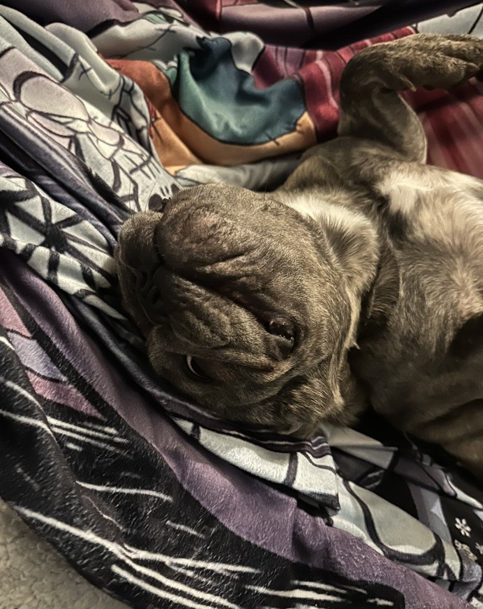 JeanGreyTheFB's tweet photo. Hey you lady. Stop pointing that thing at me. I’m trying to chill here! 

Hope you’re all having a paw-fectly relaxing weekend. (And are not being annoyed by your mamma taking photos) 🐶 https://t.co/5IX9OL93cO