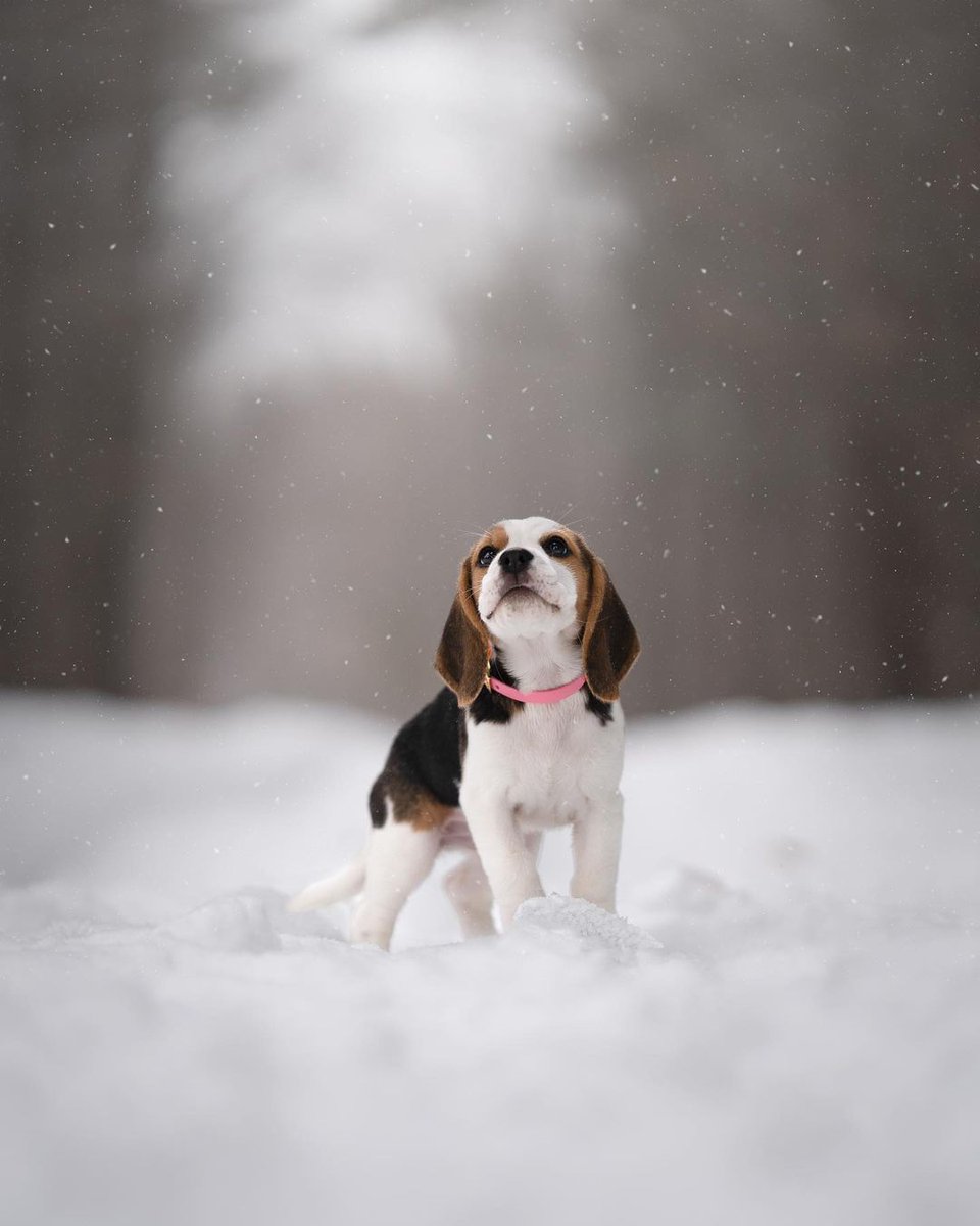 beagle_addict's tweet photo. She’s a ray of sunshine with 99% chance of hurricane 🌪️
•⁣⁣⁣⁣⁣⁣
📸 @mightyhowlers https://t.co/EgCJ8WsXBI