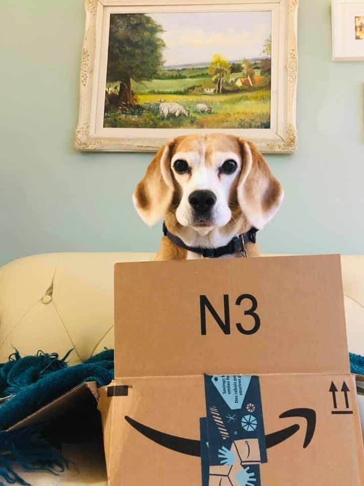 Beagle Facts tweet media