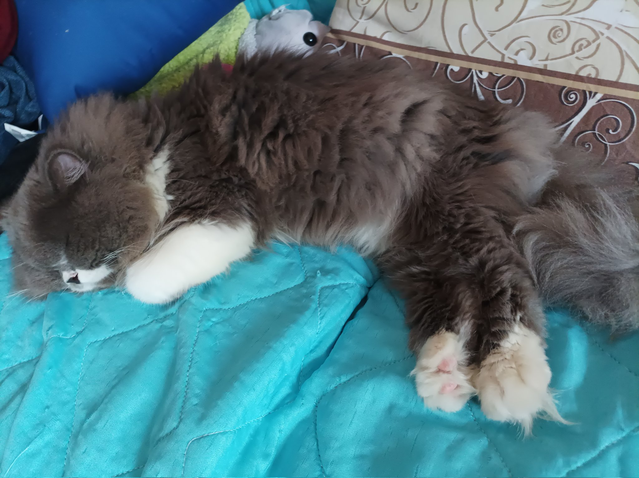 Alek 9000 On Twitter He s Objectively The Cutest Cat In The World at alek-9000-on-twitter-he-s-objectively-the-cutest-cat-in-the-world-at