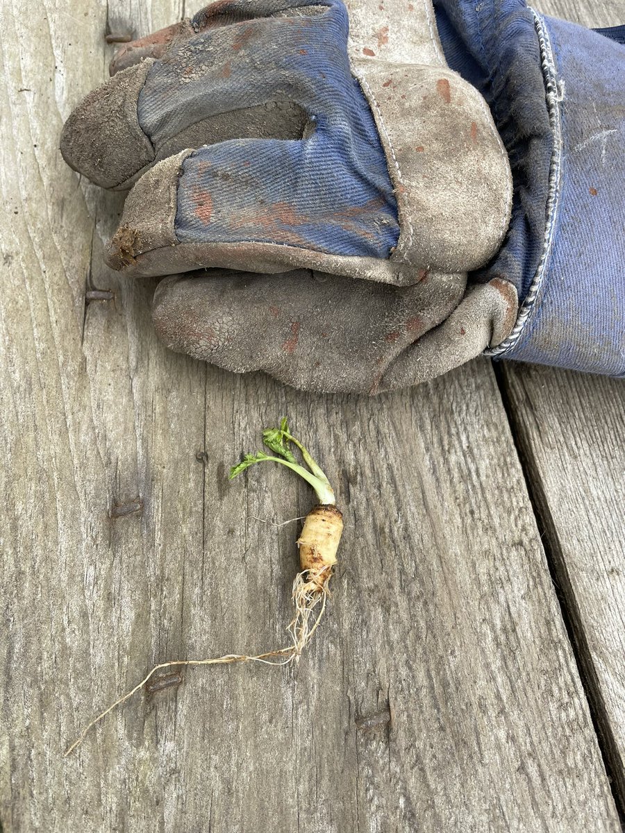 We don’t have competitions at our allotments, I’d probably win, Best Music, Best Beer, and Most Relaxing, but I’d definitely win Worlds Smallest Ever Parsnip #allotmentuk