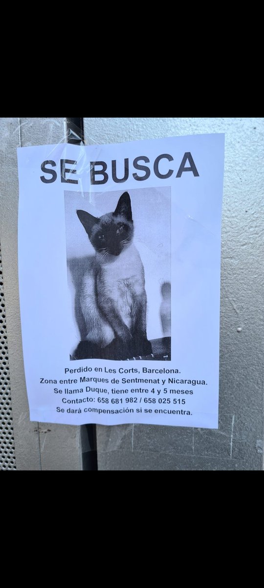 MLOP animalista🎗🐱🏴󠁧󠁢󠁥󠁮󠁧󠁿 tweet media