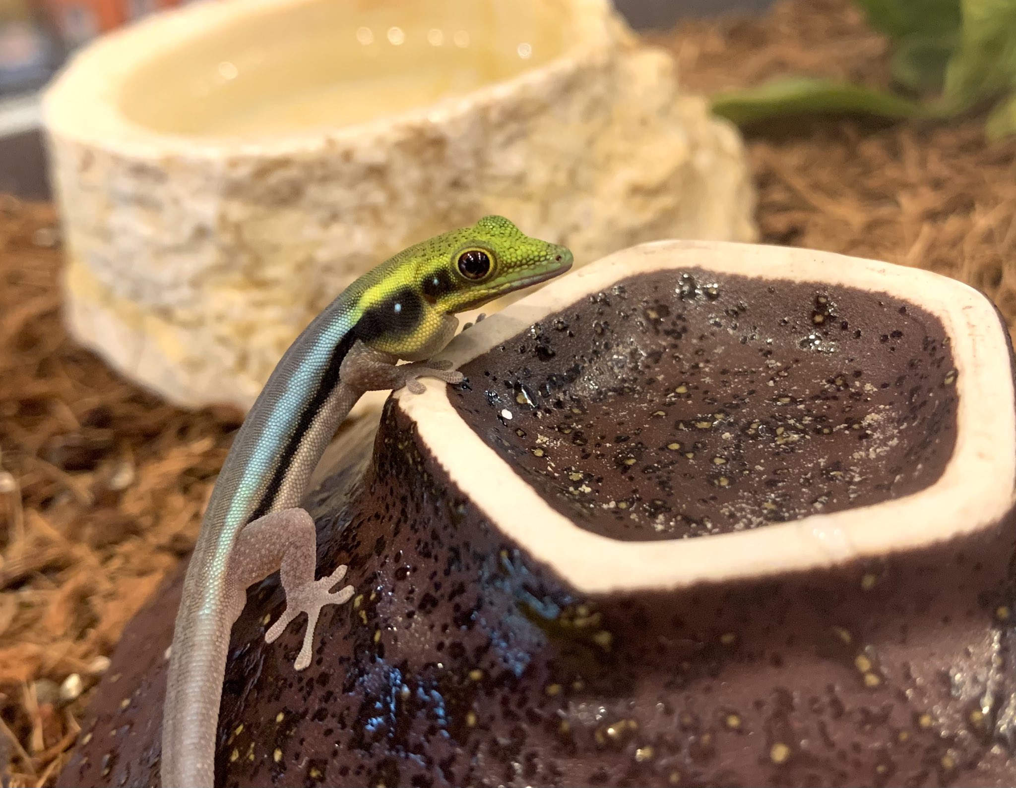 ハープタイル レプリカシリーズ クロイワトカゲモドキ