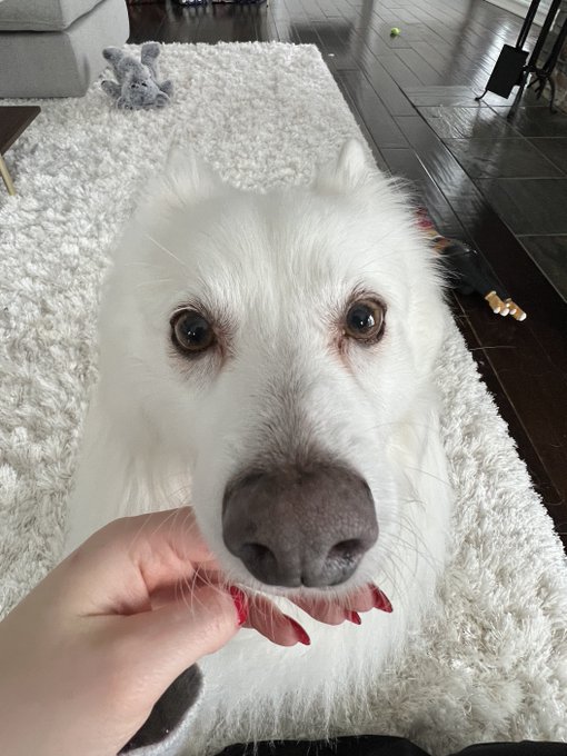 Show me pictures of your pets https://t.co/c7ZSaHWSoI
