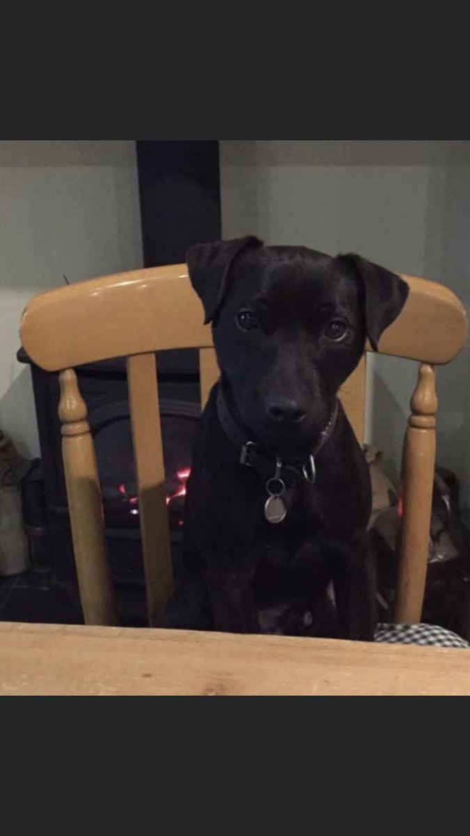 RachaelB100's tweet photo. RHUBARB
Now sadly 2 years #Missing Since 11/2/2021
#Patterdale Male
#Neutered #Chipped #ScanThatChip #TheftByFinding #PetTheft
On a walk from Buxton to Leek Road #Staffordshire #ST13
FBK Group
https://t.co/9Etot2nJ7U
DogLost
https://t.co/uNDA5YHoar https://t.co/T0bfotDAvl