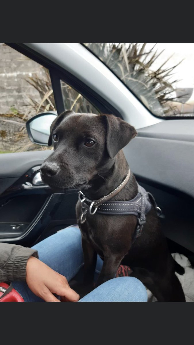 RachaelB100's tweet photo. RHUBARB
Now sadly 2 years #Missing Since 11/2/2021
#Patterdale Male
#Neutered #Chipped #ScanThatChip #TheftByFinding #PetTheft
On a walk from Buxton to Leek Road #Staffordshire #ST13
FBK Group
https://t.co/9Etot2nJ7U
DogLost
https://t.co/uNDA5YHoar https://t.co/T0bfotDAvl
