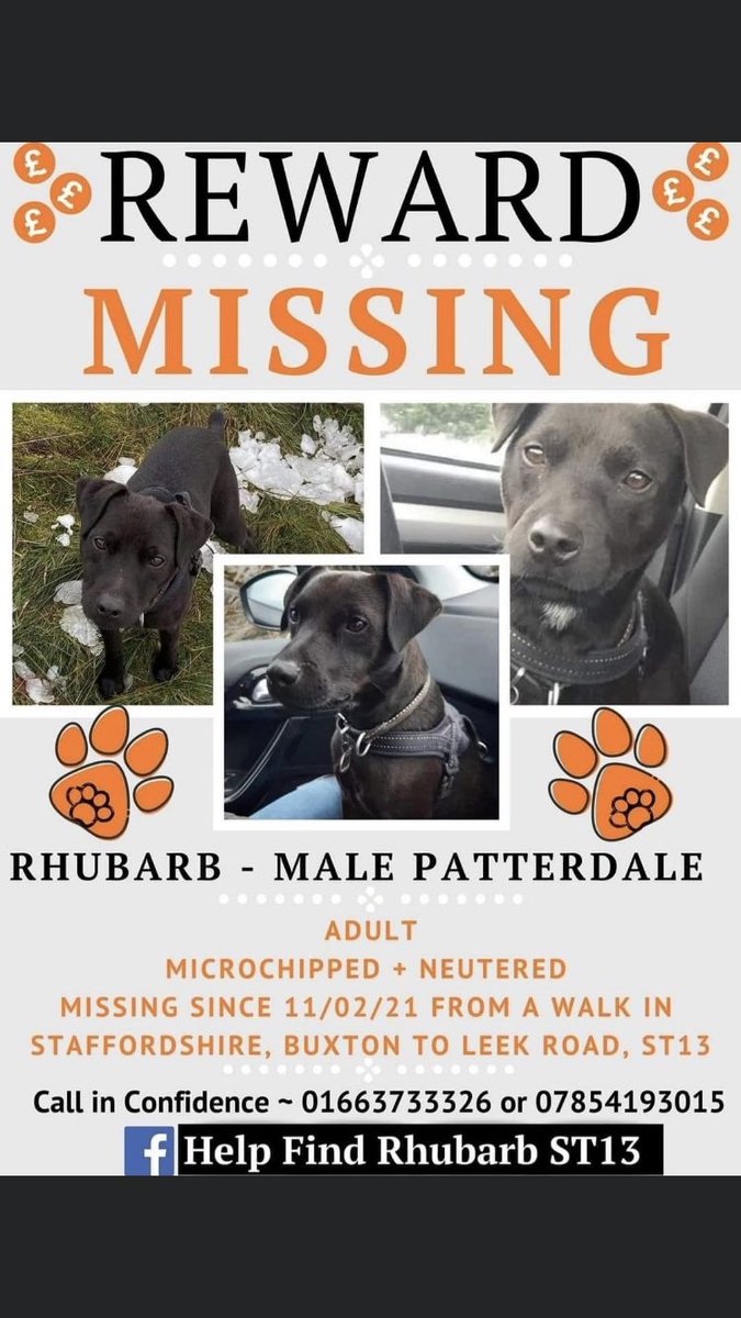 RachaelB100's tweet photo. RHUBARB
Now sadly 2 years #Missing Since 11/2/2021
#Patterdale Male
#Neutered #Chipped #ScanThatChip #TheftByFinding #PetTheft
On a walk from Buxton to Leek Road #Staffordshire #ST13
FBK Group
https://t.co/9Etot2nJ7U
DogLost
https://t.co/uNDA5YHoar https://t.co/T0bfotDAvl