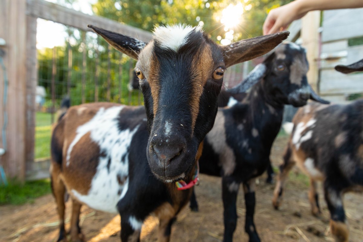 TylerPlace's tweet image. This is the Greatest of All Time Goat. Also known as a G.O.A.T. goat. You're welcome. #goat