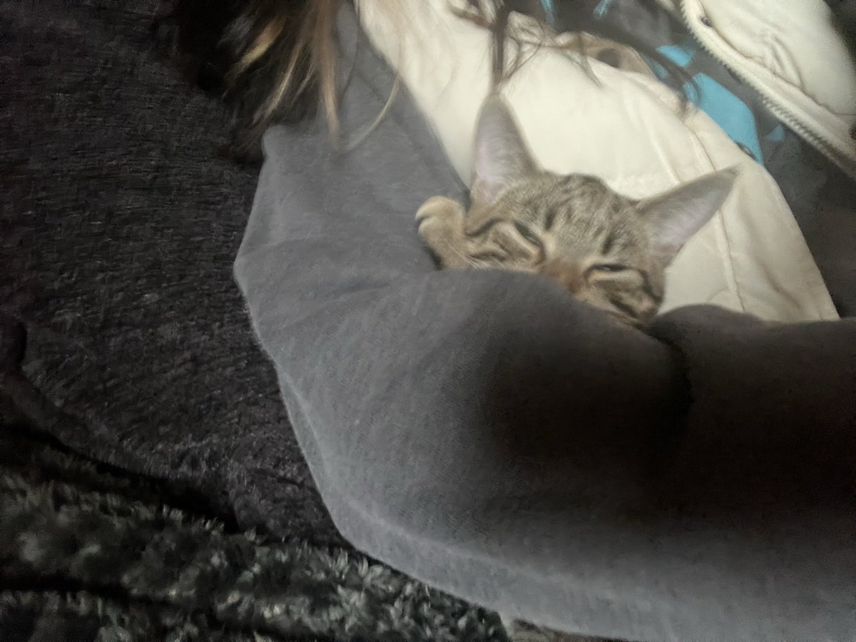 Started my weekend animal sitting🥹🐶🐱