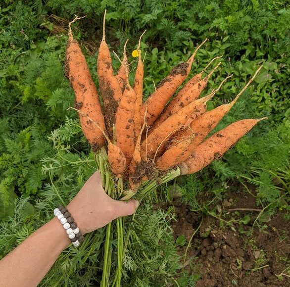 pghcsa's tweet photo. Reap the benefits of eating local and organic. Sign up for a CSA and receive a weekly delivery of veggies. https://t.co/N1ITHNJv1Z #CSAmembership #OrganicCSA #CSA #csafarm #pafarm #certifiedorganic #ilovelocalfood #CommunitySupportedAgriculture #FreshLocalOrganic  #BBMF https://t.co/layLTUj0gw
